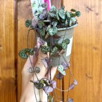 Lampášik (Ceropegia woodii) - Ø 10 cm, kont. P11 